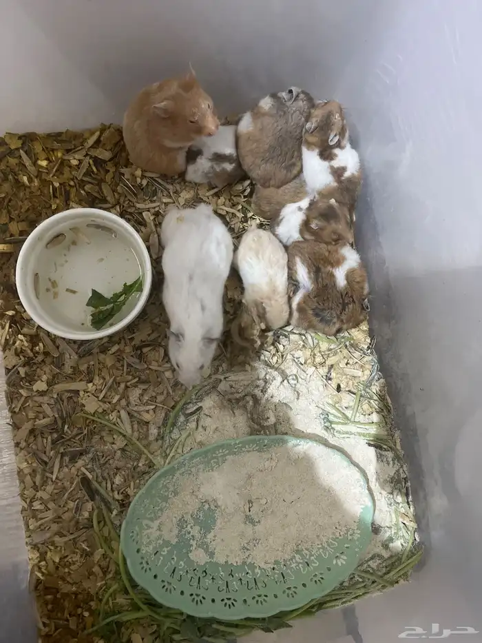 هامستر ووبران لتبني برسوم 50 ريال 1