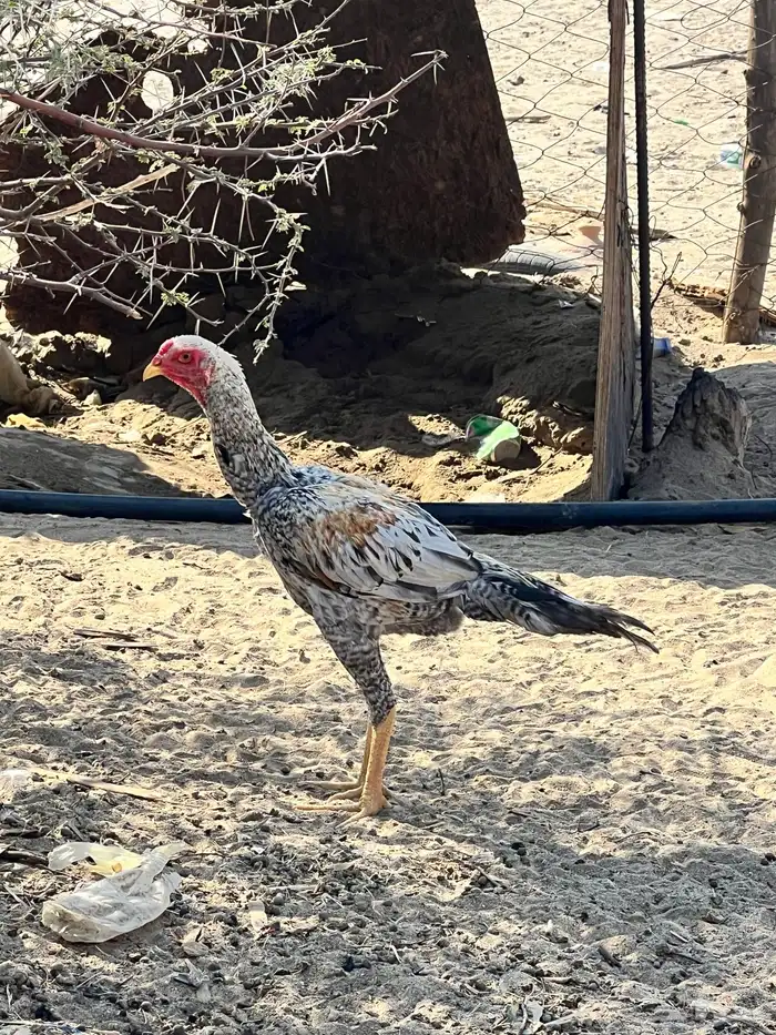 دجاج باكستناني 9