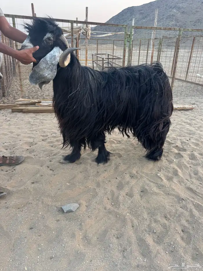 فحل عارضي صنف جبر العظام وقامة ومده وهادئ جدا 0