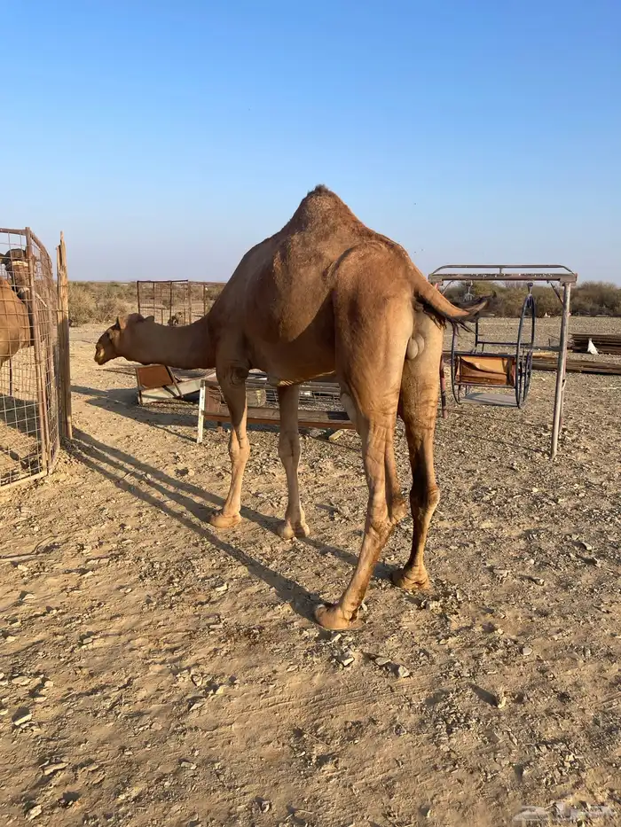 جمل احمر طيب 1