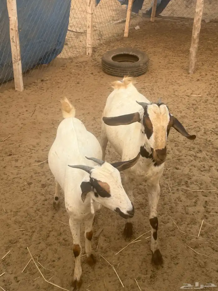 تيس جدعي طيب صوره ثانيه لي معه اخته توم ولايسة لابيع 11