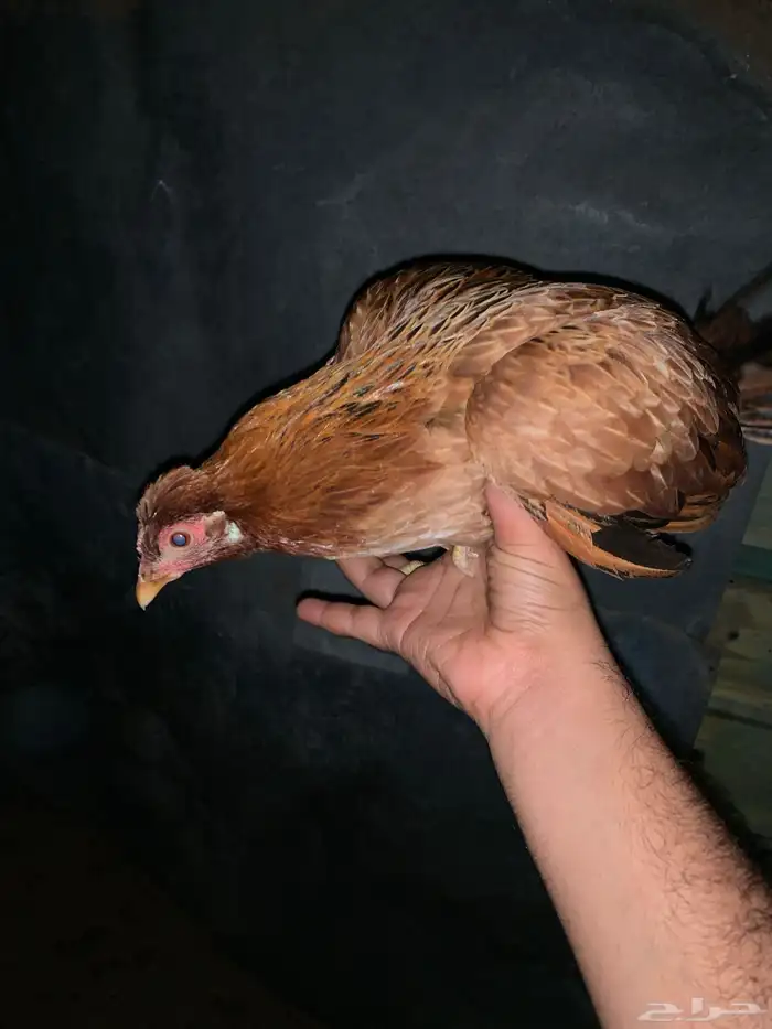 ماشآءالله 0