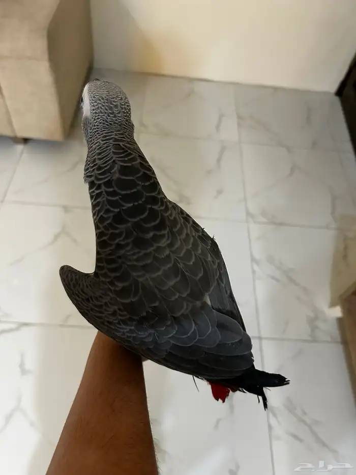 للبيع فرخ كاسكو 4