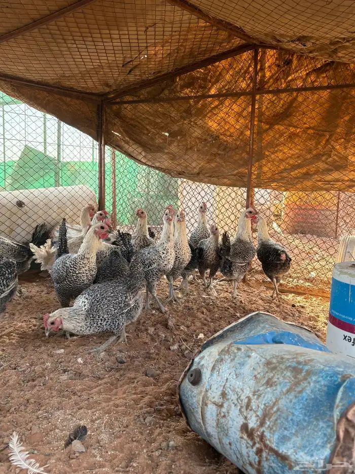 دجاج فيومي بياض 4