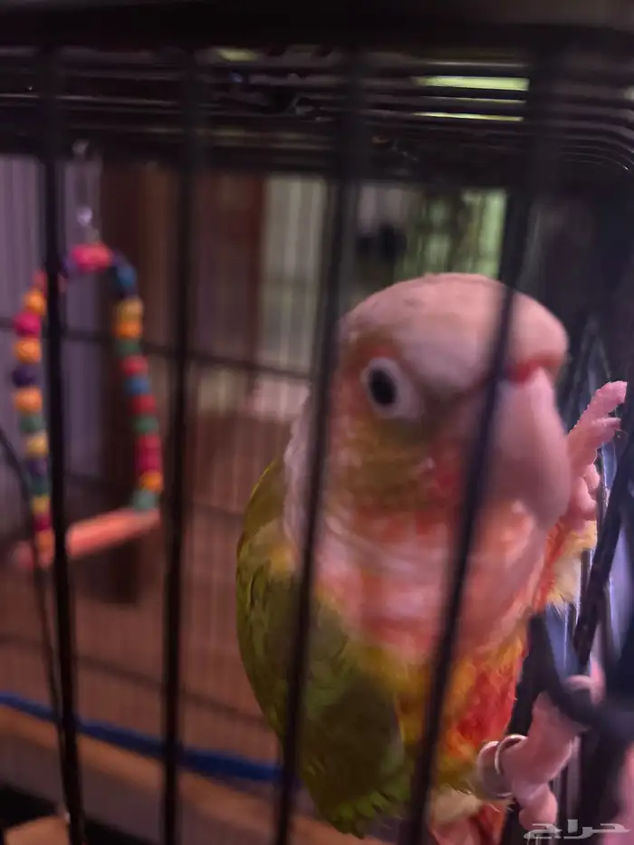 للبيع ببغاء كنيور جميل عمره سنتين 2