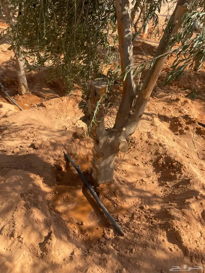 اشجار زيتون 0