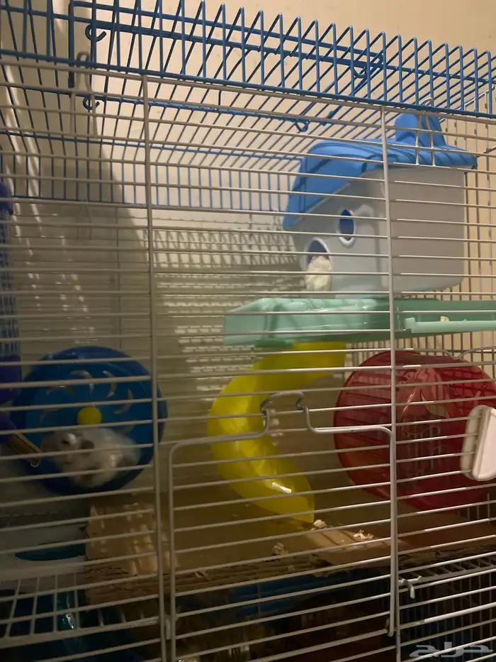 ها مستر للبيع فرنسي 1