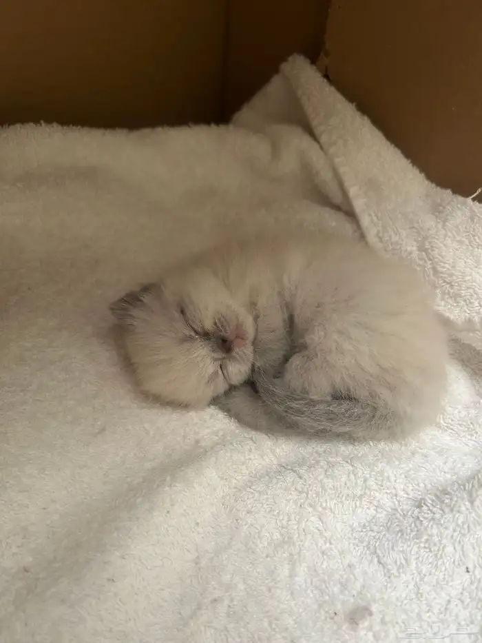 قط سكوتش فولد للبيع 0