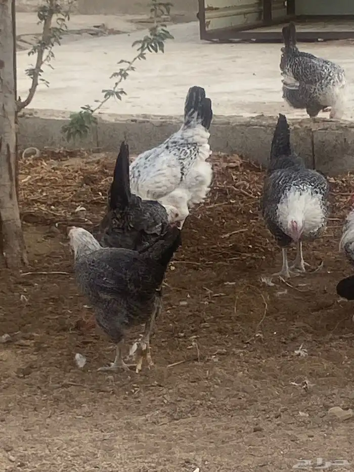 دجاج فيومي 3