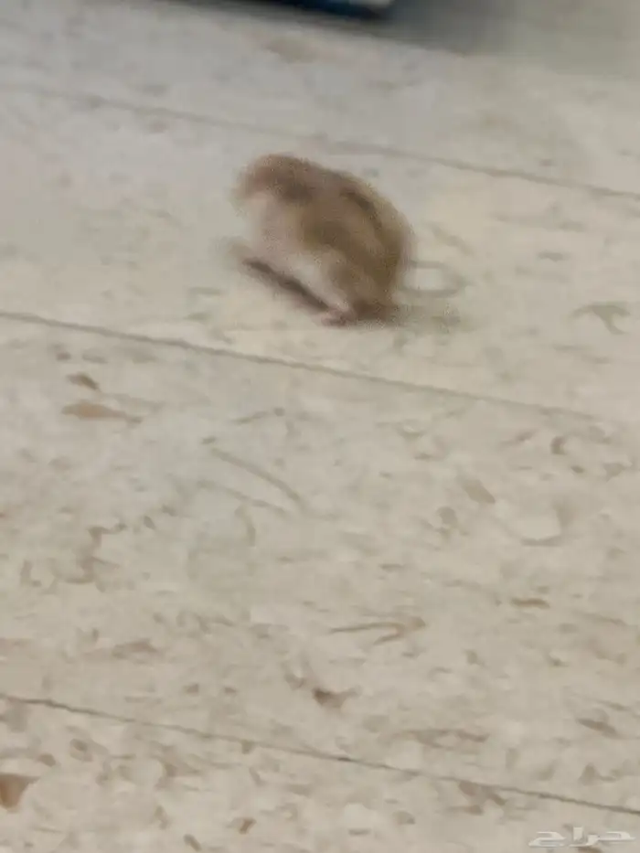 زوج همستر روسي منتج 3