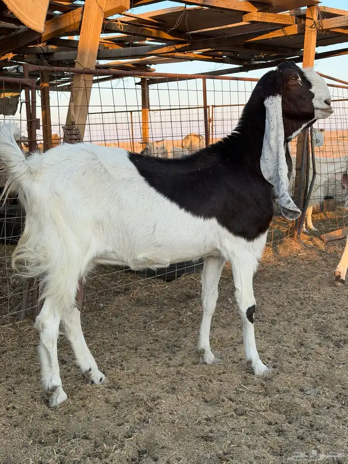 معزاء هولنديات 35