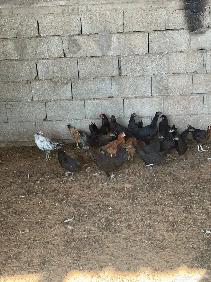 للبيع دجاج بلدي 0