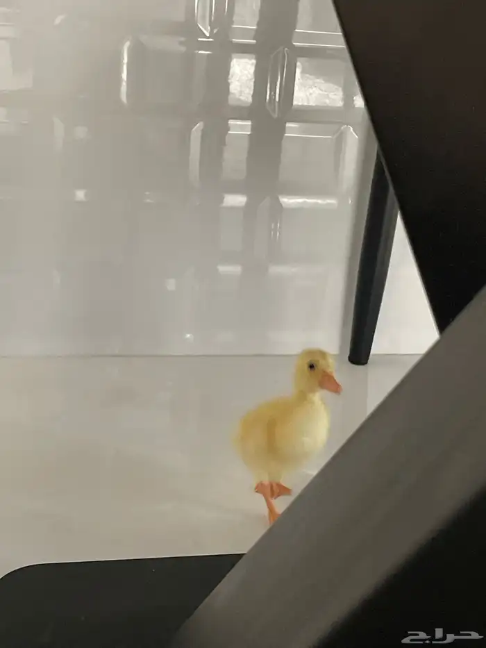 بطه صغيره للبيع 6