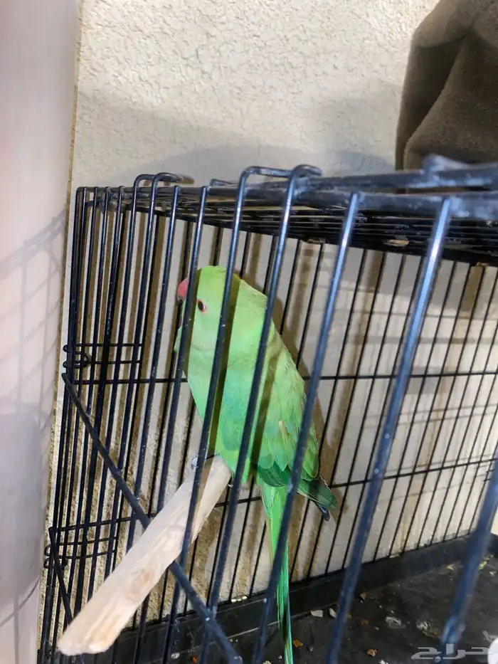 ببغاء دره هندي ممتاز 0