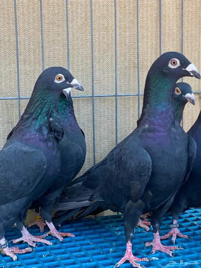 زاجل ابيض واسود 13