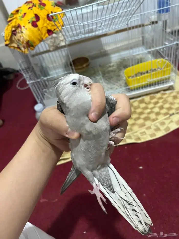 بغبغاء كروان 3