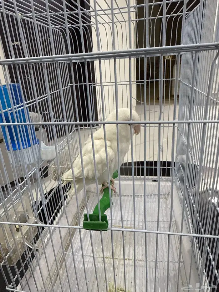 عصفور روز ذكر 0