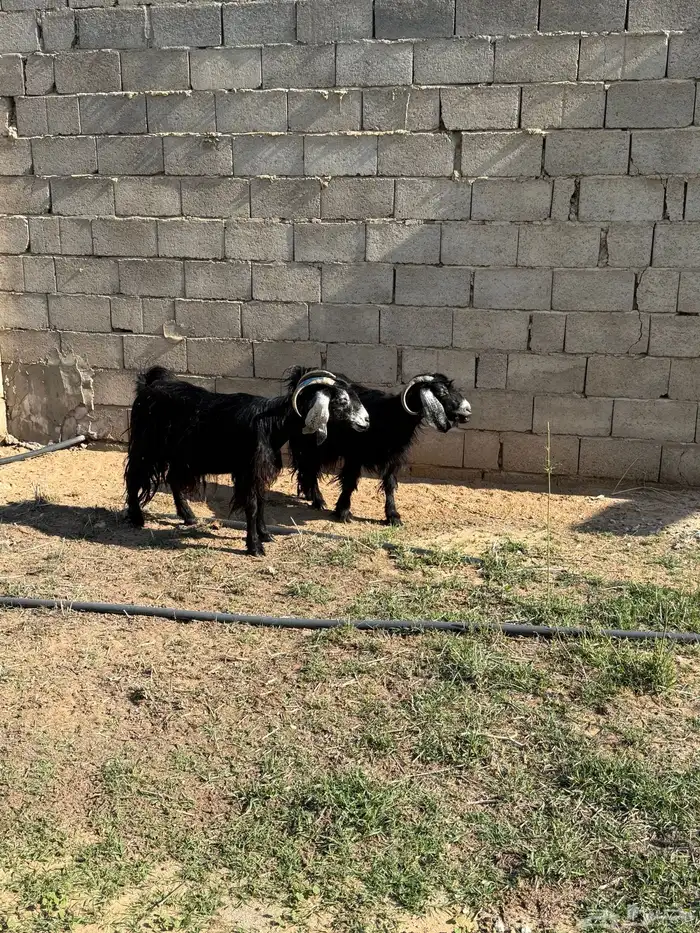 معزا للبيع 2