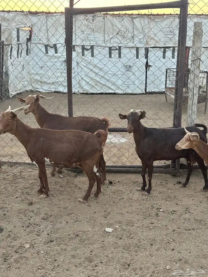 10 معزا حص دهم دفع قد ولد وحده 0