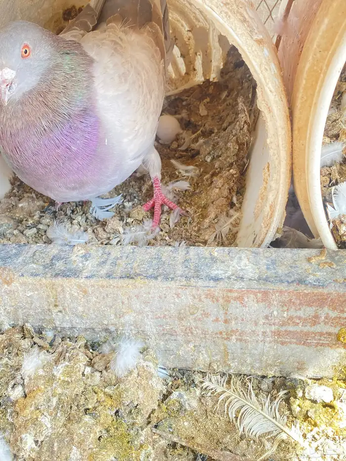 حمام فرنسي 9