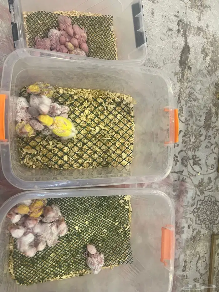 25 فرخ روز غر اجمل التصنيفات والالوان 0