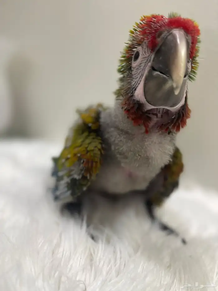 فرخ مكاو شامروخ 8