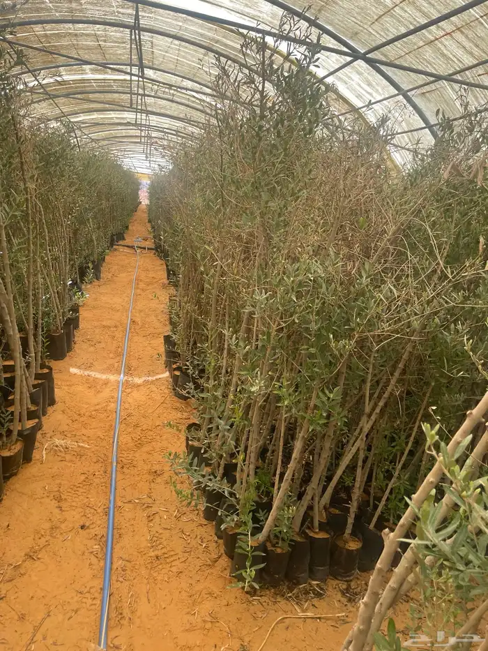 اشجار زيتون 11