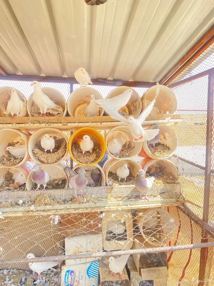 حمام فرنسي 1