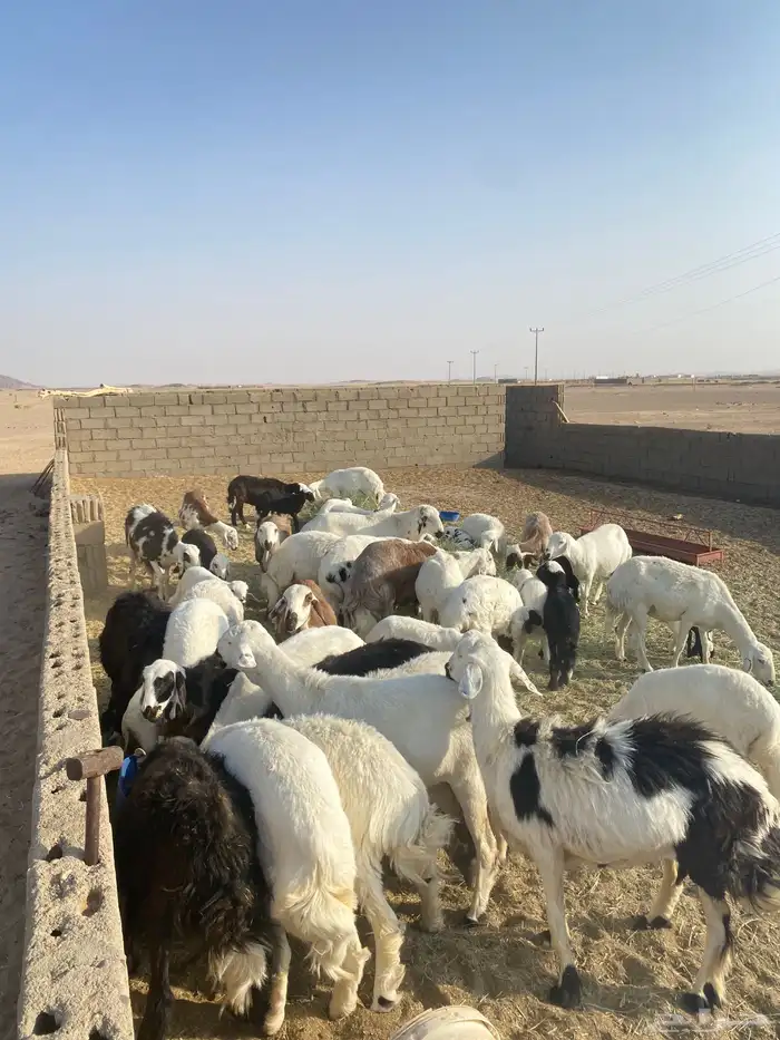غنم للبيع جملة ضأن وماعز بيشة 3