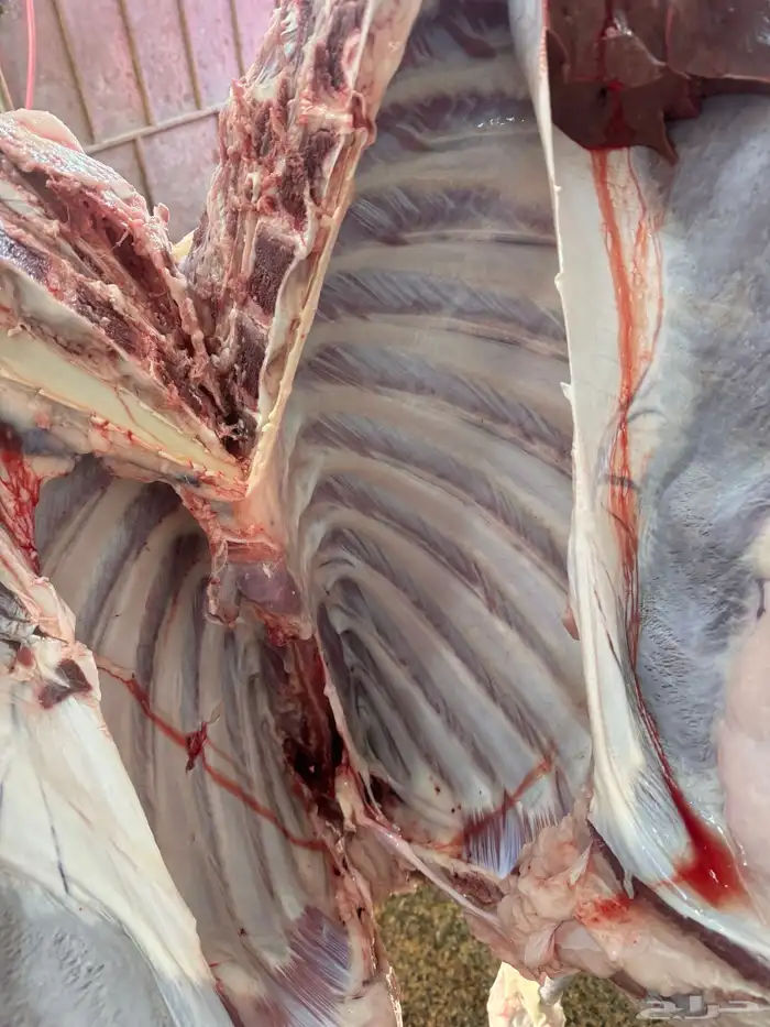 لباني شرط عمره(5)اشهر والحم مضمون وتحدي 0