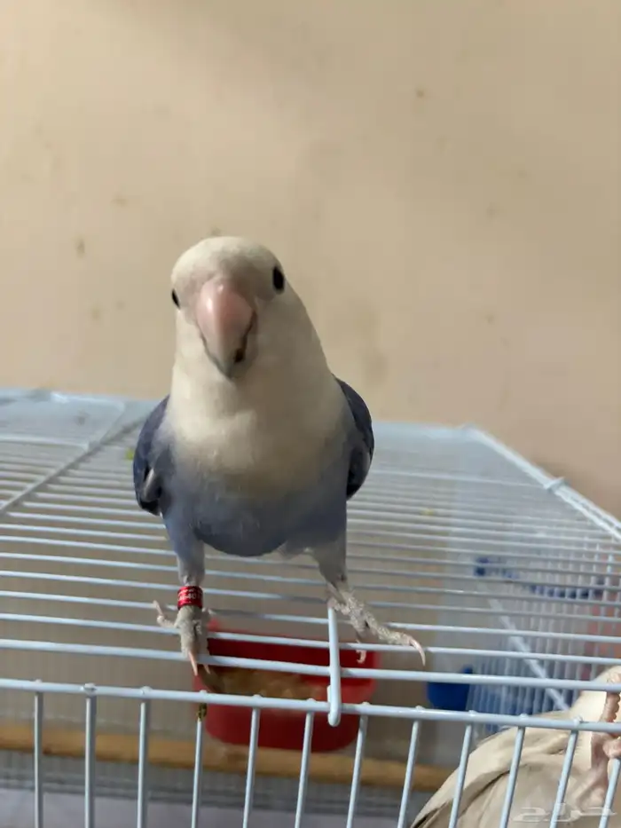 طير روز تربية ذكر منتج 0