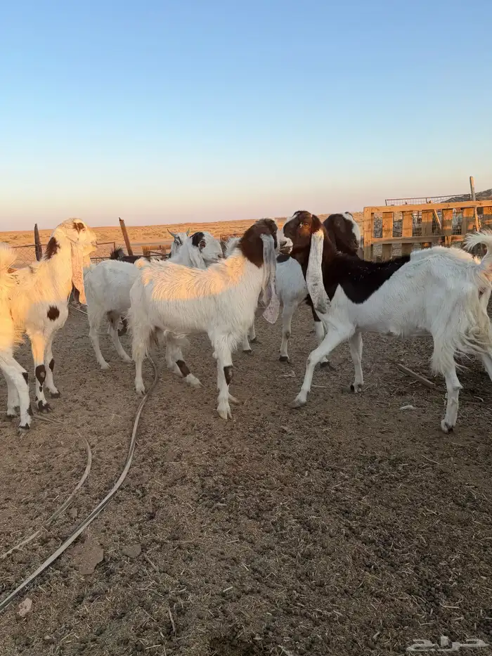 معزاء هولنديات 14