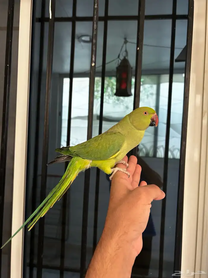 انثى دره اليفه و هدد مزاجي و متكلمه في الوجه 0