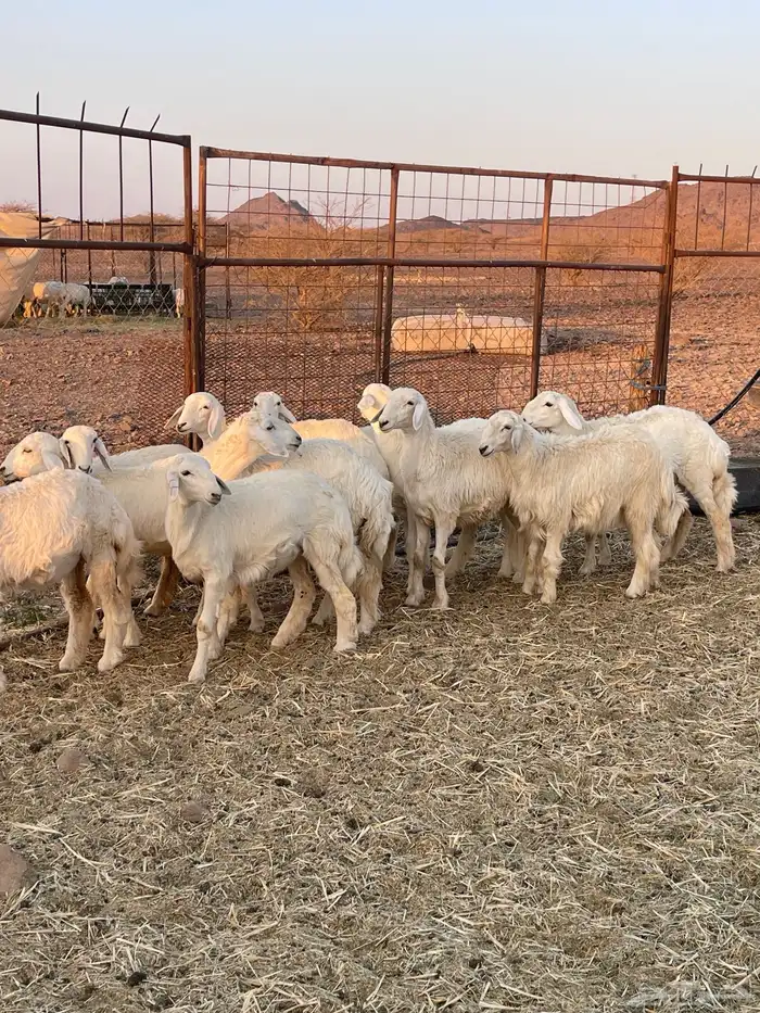 رخال ( تم البيع ) 3