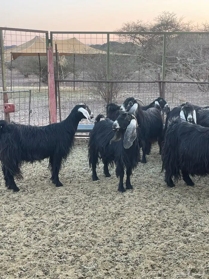 معزا ( تم البيع ) 6