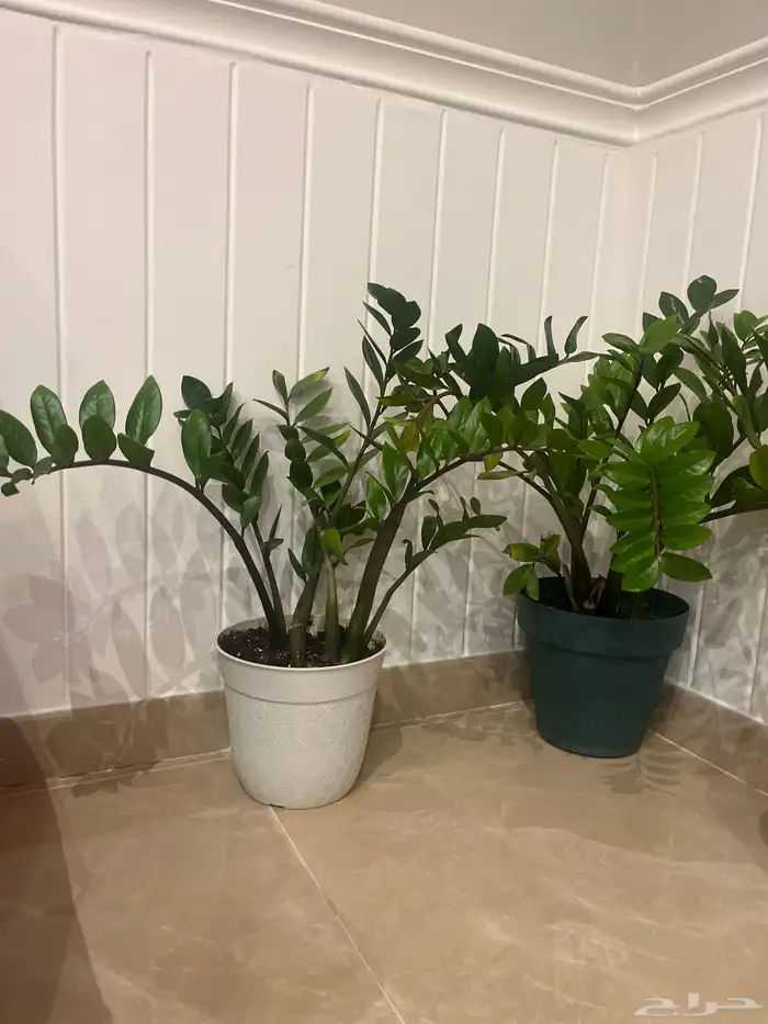 زرعة الزاميا الثلاثة ب خمسمائة ويال 2