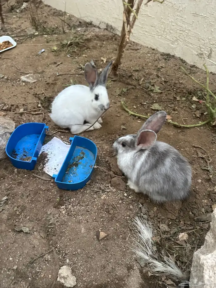 ارانب للبيع ذكر وانثى 2