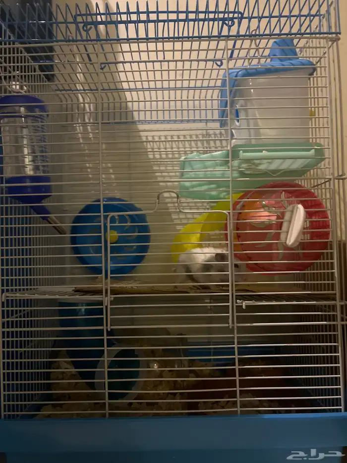 ها مستر للبيع فرنسي 0