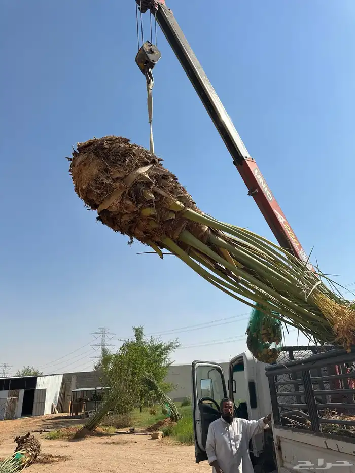 توريد وتركيب نخل لجميع المناطق مثمر 1
