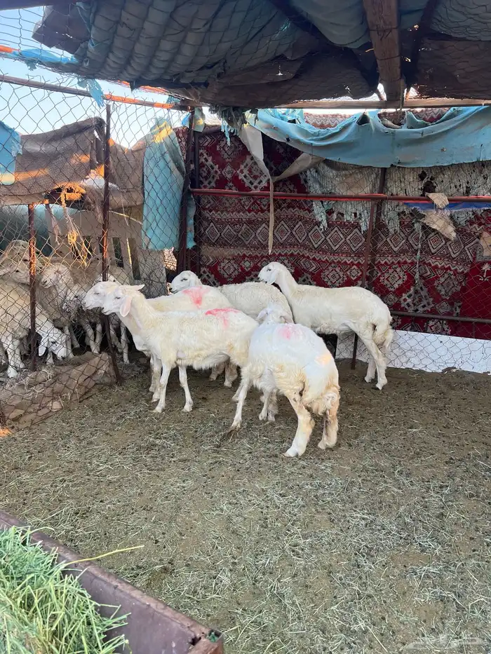 رخال حريات فاخره 2