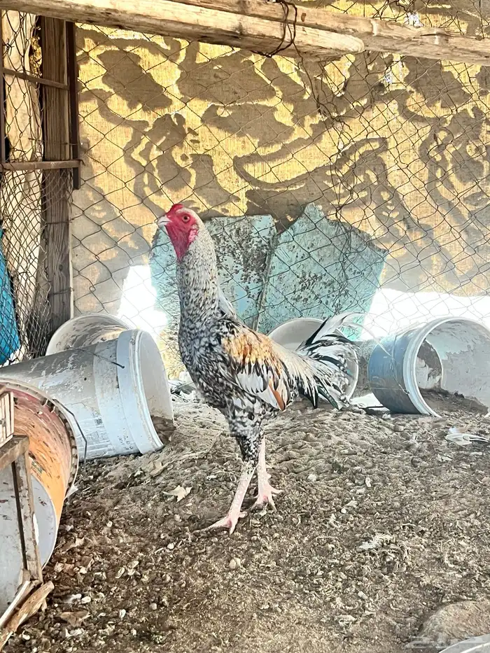 دجاج باكستناني 14