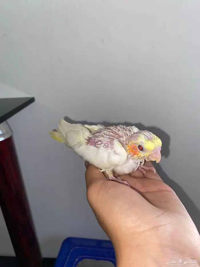 فرخ كروان لاتينو عيون حمر 2