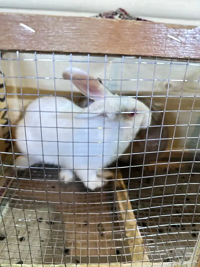 ارانب بلدي جوز 1