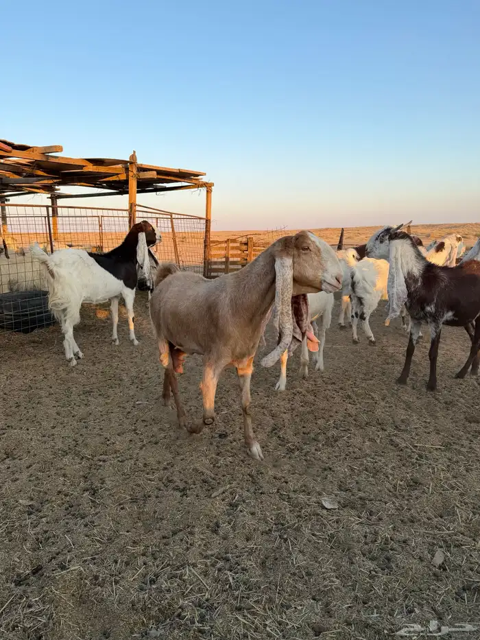 معزاء هولنديات 1