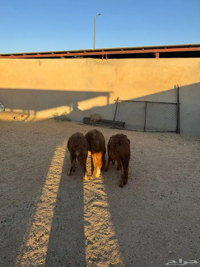 3- سواكن مرابي 3 شهور جذعان 1