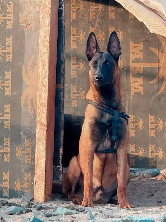 كلب مالينو مفقود 0