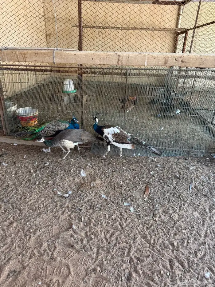 دجاج عربي وفيومي وحمام رقاصي للبيع 4