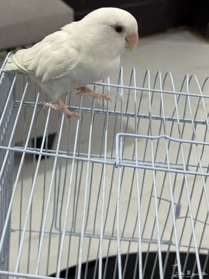 عصفور روز ذكر 2