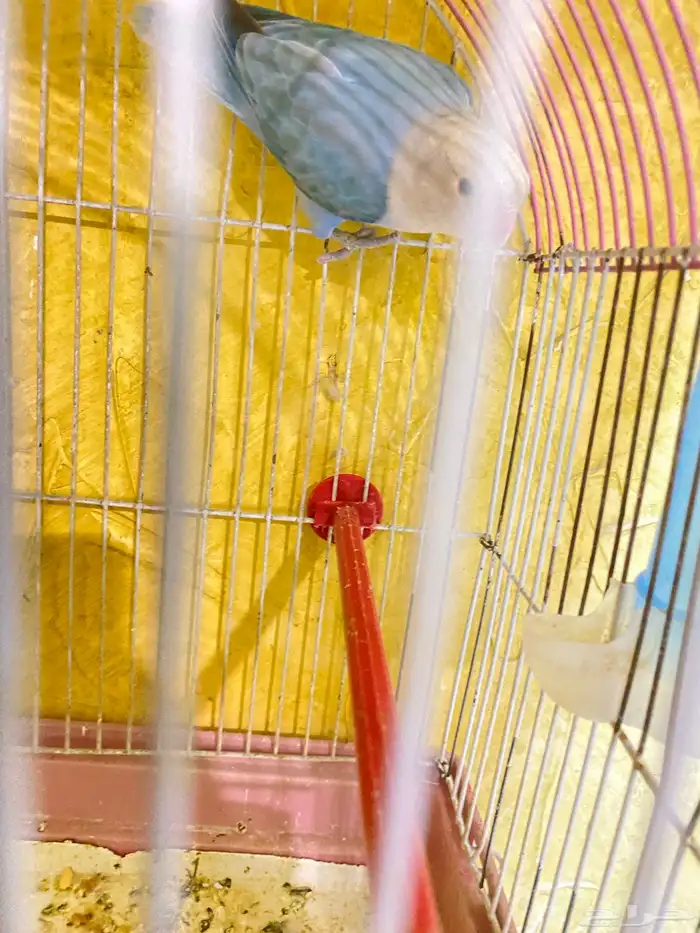 البيع روز على السوم 3