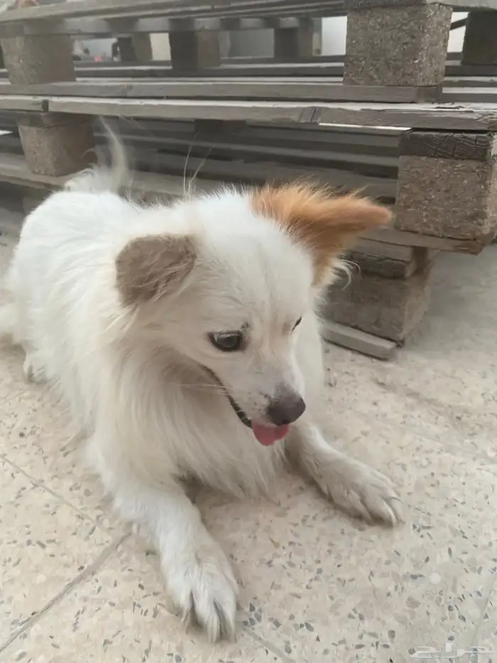 كلب مطيع نظيف بجوازه للبيع 2